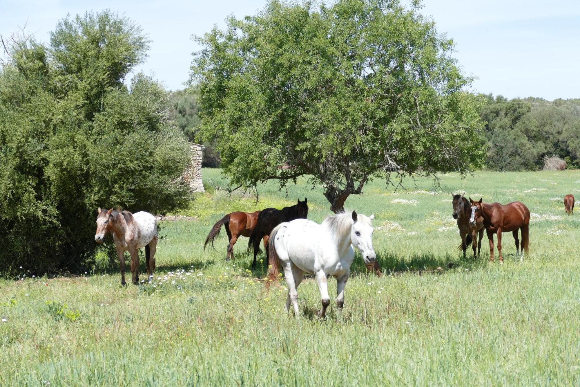 Farm stay Sa Cova Vella