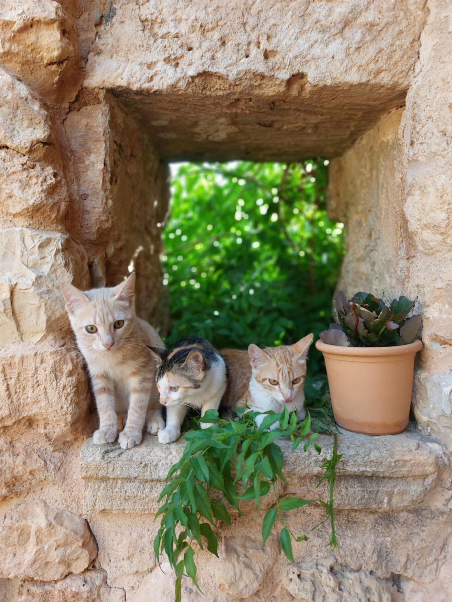 Sa Cova Vella Farm stay Manacor (Mallorca)